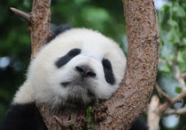 熊猫娱乐吃瓜酱,揭秘娱乐圈幕后故事
