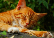猫酷壁纸