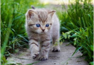 娱乐吃瓜酱猫咪视频,萌态十足，网友直呼“太可爱了！”