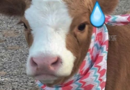 娱乐吃瓜酱情侣,甜蜜互动，揭秘明星爱情故事